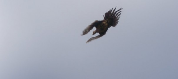 Pheasant release 2012