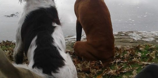 dogs by water